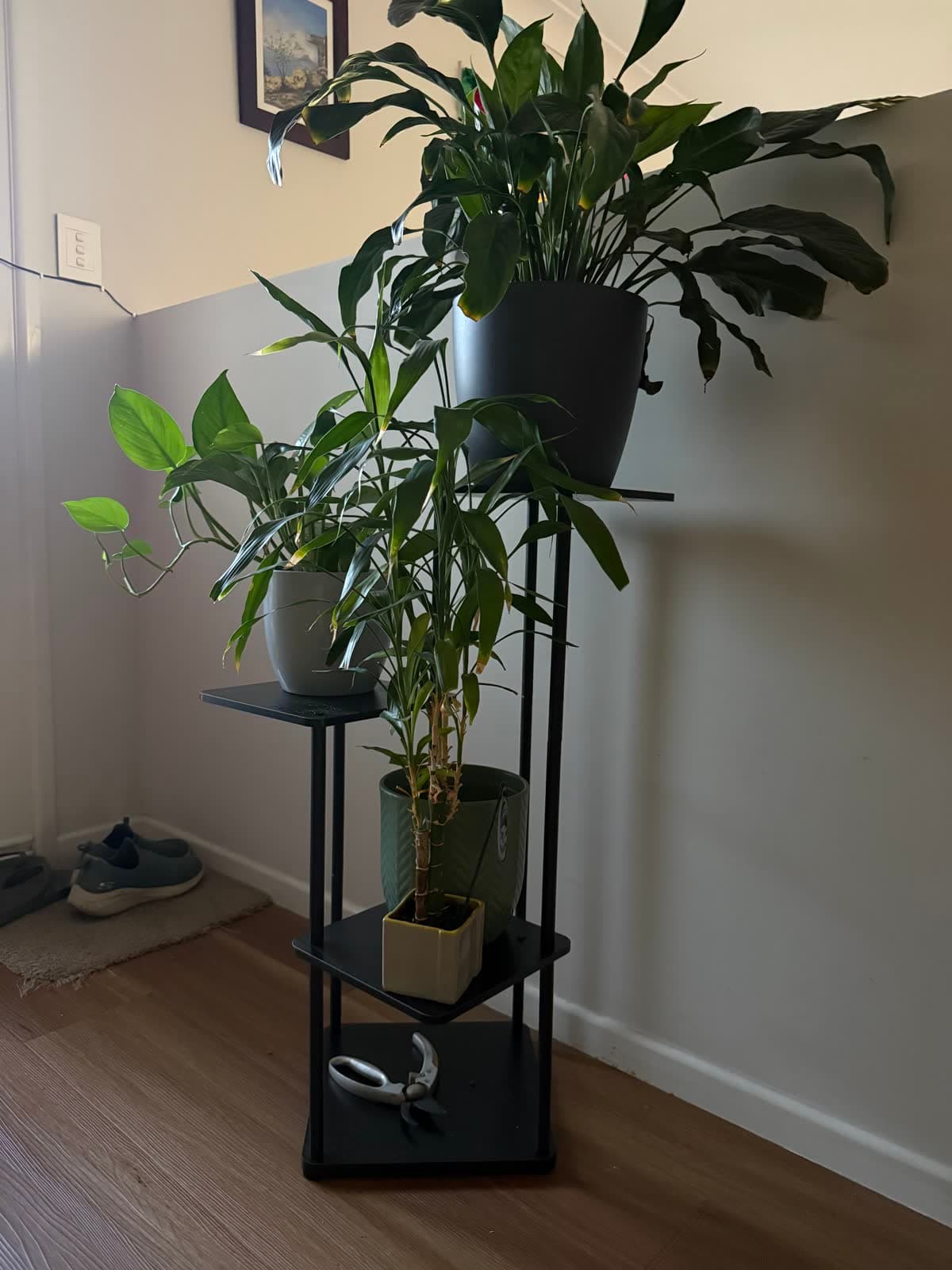 Plant Stand with Plants photo 2