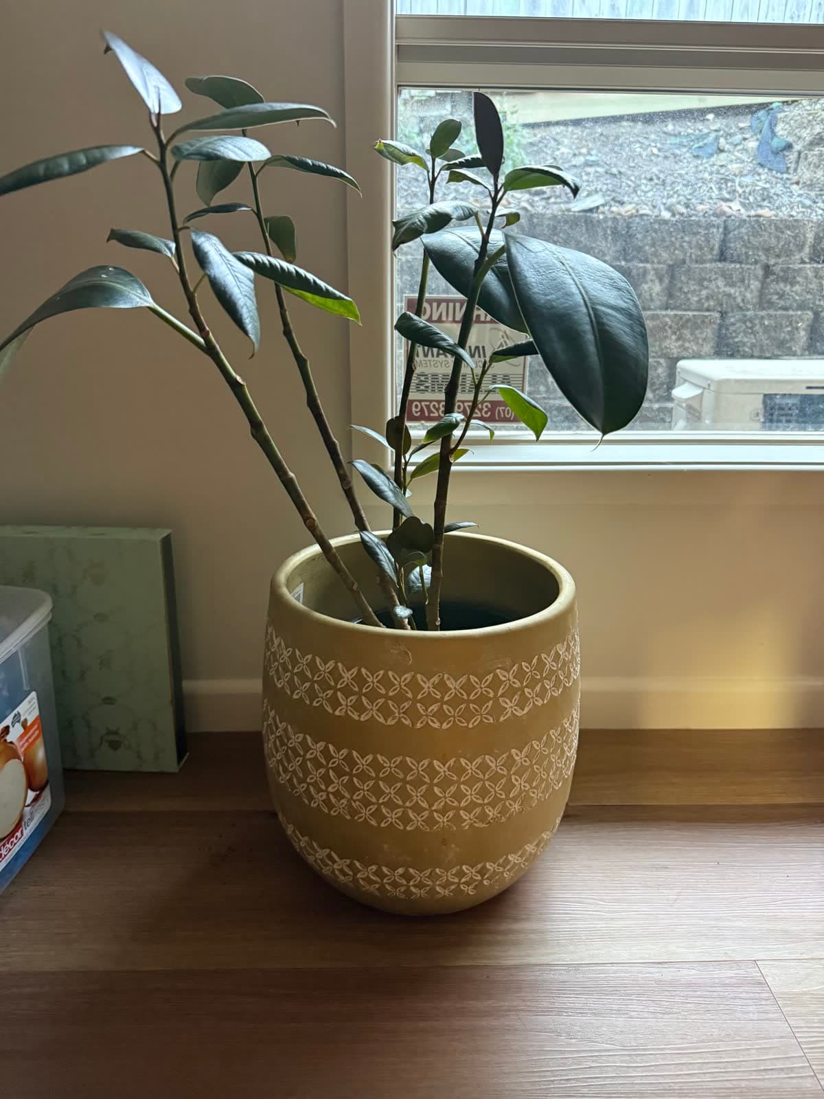 Rubber Plant in Ceramic Pot