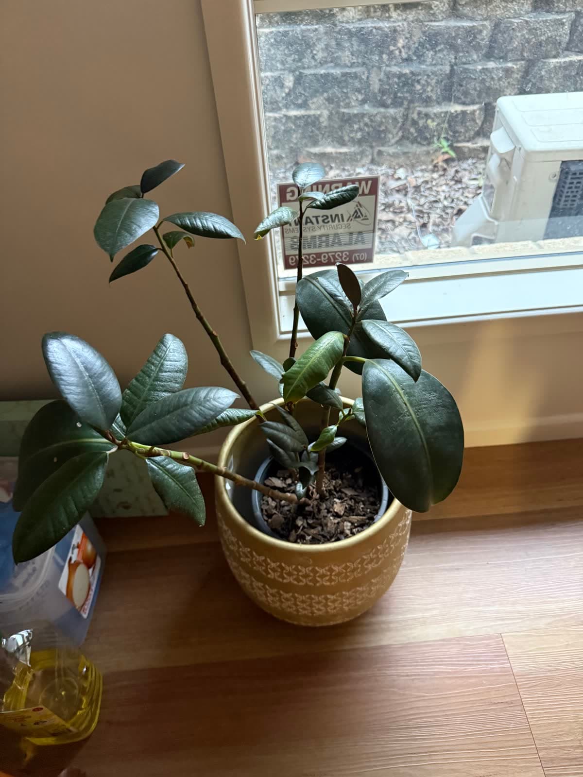 Rubber Plant in Ceramic Pot photo 2