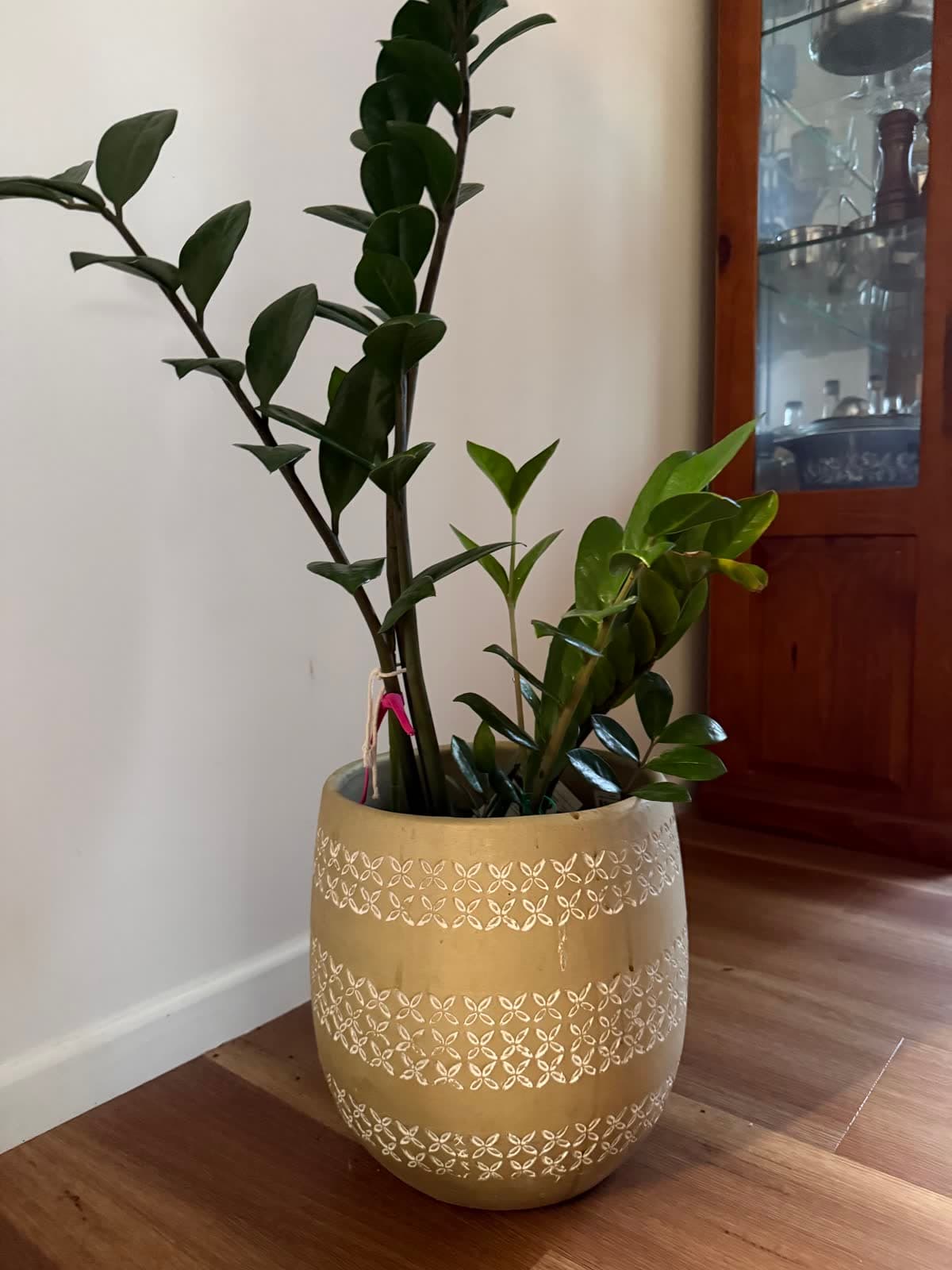 ZZ Plant in Ceramic Pot